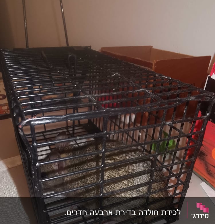 עכברוש בתוך מלכודת מתכת שחורה על שולחן